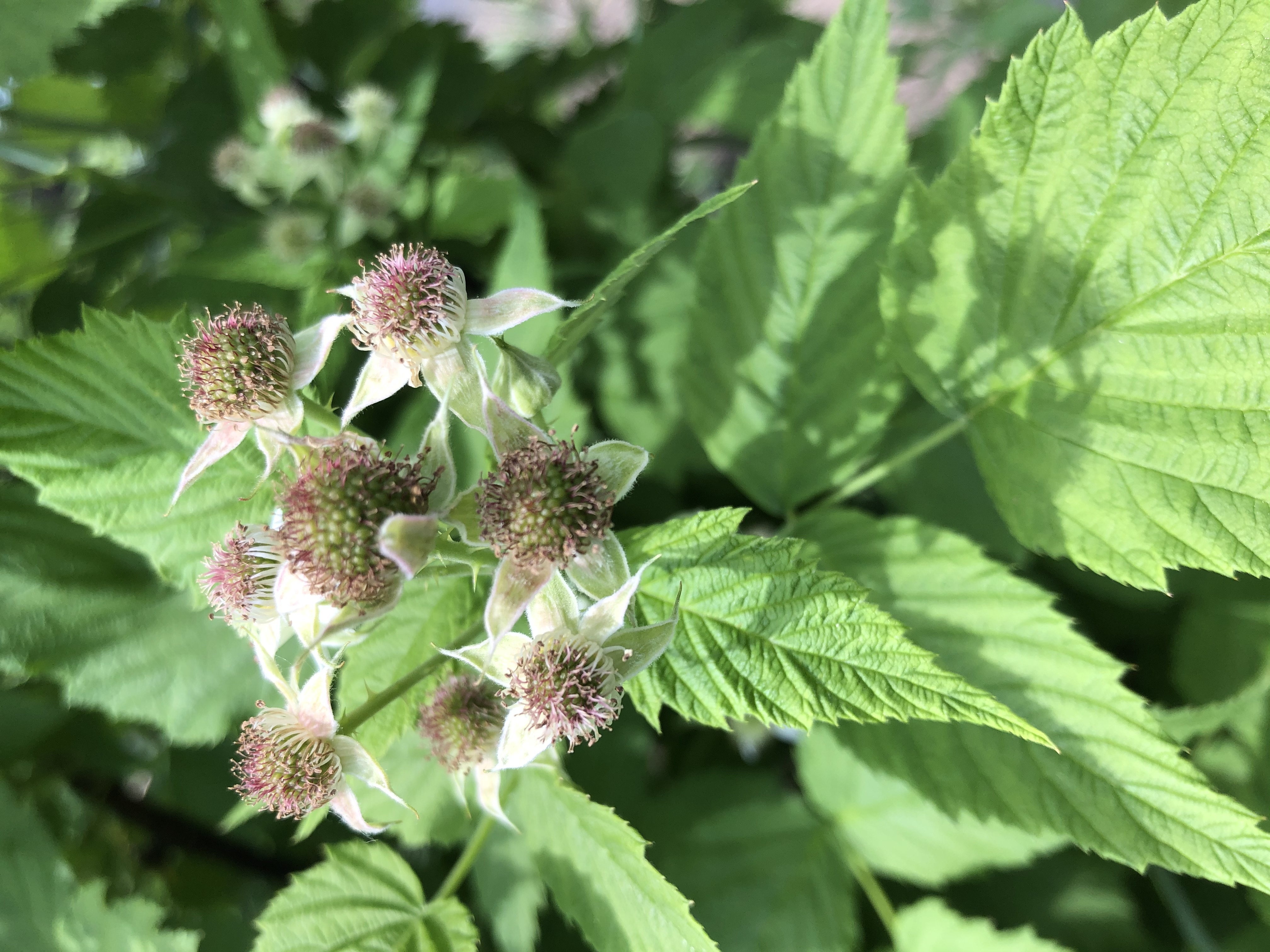 Blackberries growing